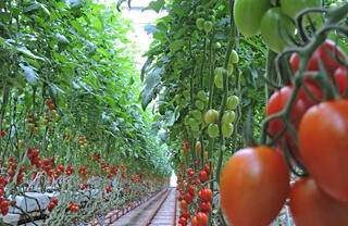 トマト収穫時期の状態